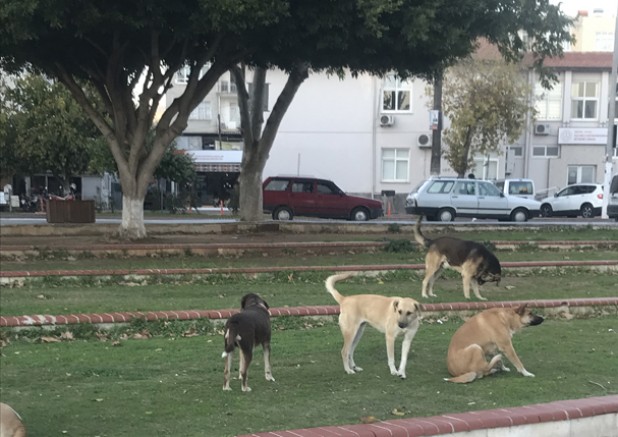 SİLİFKE İLÇESİNDE BAŞI BOŞ KÖPEKLER CİRİT ATIYOR