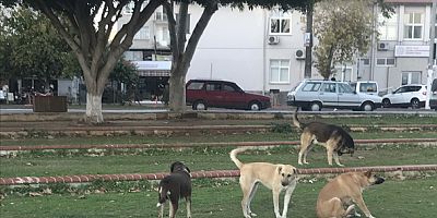 SİLİFKE İLÇESİNDE BAŞI BOŞ KÖPEKLER CİRİT ATIYOR